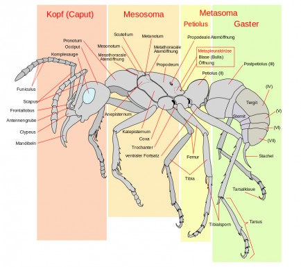 Anatomie einer Ameise