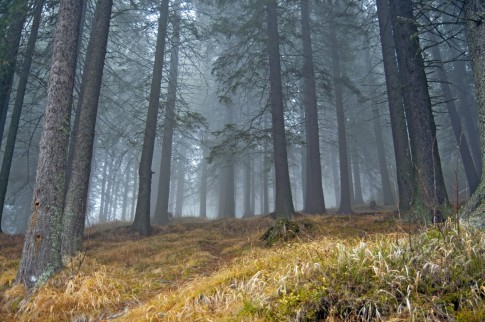 Zecken dank milden Winter